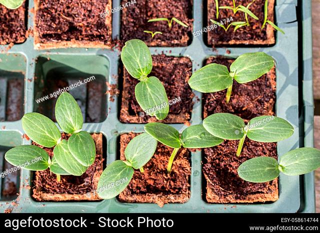 Young Komkommer or cucumber plants in a breeding tray