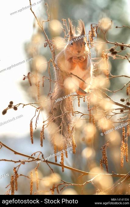 red squirrel is standing between flower aspen branches