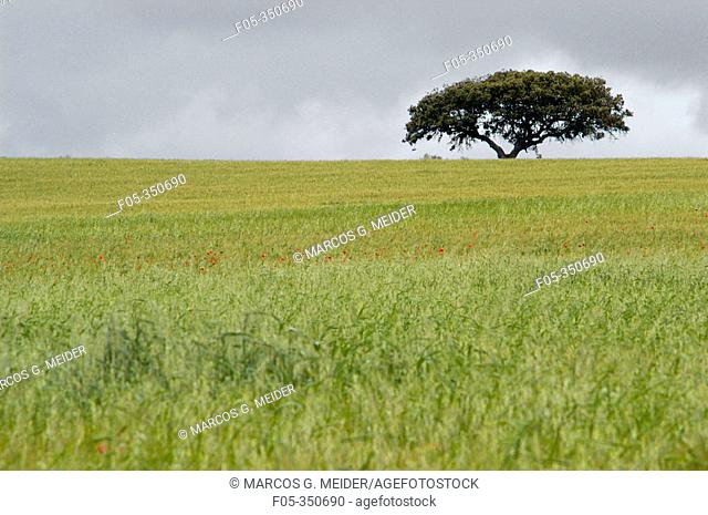Holm Oak or Evergreen Oak (Quercus rotundifolia) in field. Fuente de Piedra. Málaga province, Spain