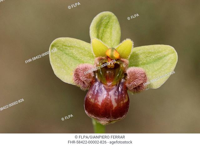 Bumblebee Orchid Ophrys bombyliflora close-up of flower, Crete, Greece, april