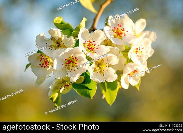 Common Pear, European Pear (Pyrus communis). Flowering twig. Switzerland