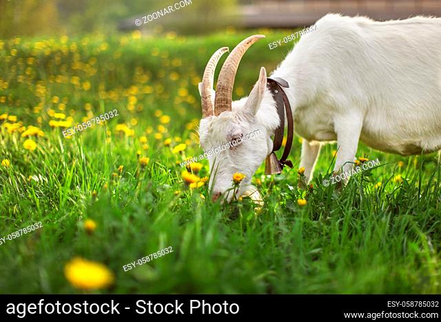 Female goat grazing on meadow with grass and dandelions, detail on head with pointed horns