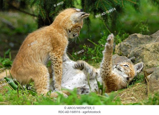 European Lynx, cubs, Lynx lynx