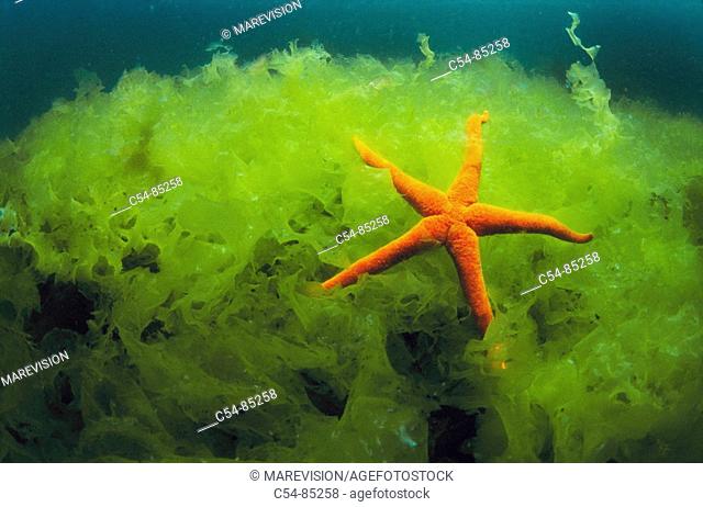 Starfish (Echinaster sepositus) on Sea Lettuce (Ulva rigida). Galicia, Spain