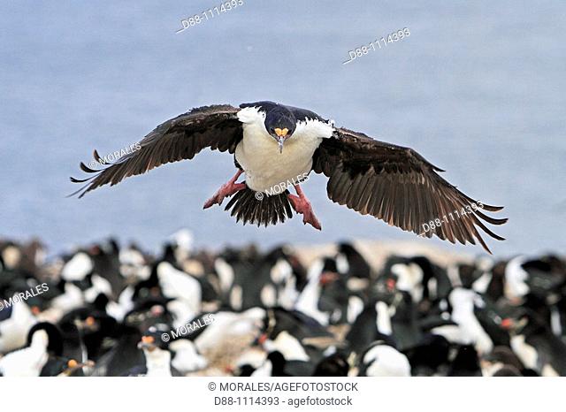 King Cormorant or White-bellied Shag (Phalacrocorax atriceps albiventer). Pebble Island, Falkland Islands