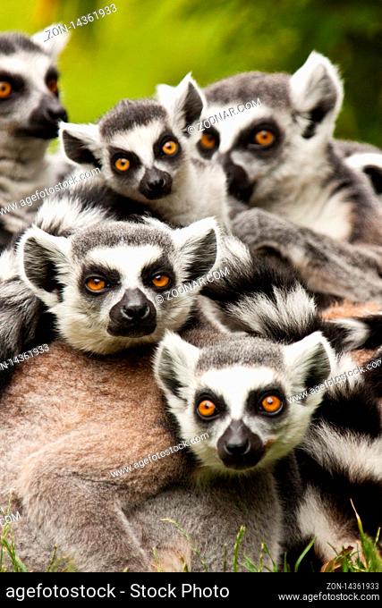 Kattagruppe (Lemur catta)