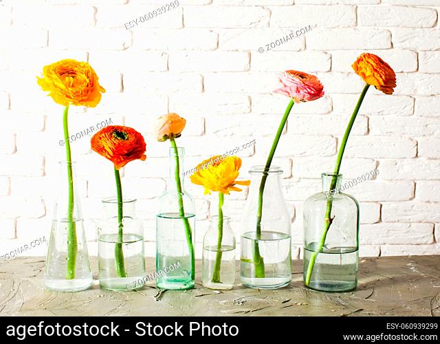 Single ranunculus buttercup flowers each in small glass bottle on white background. Beautiful tender spring flowers in vintage vases