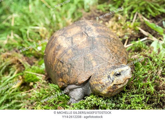 Eastern mud turtle, Kinosternon subrubrum subrubrum, endemic to the United States