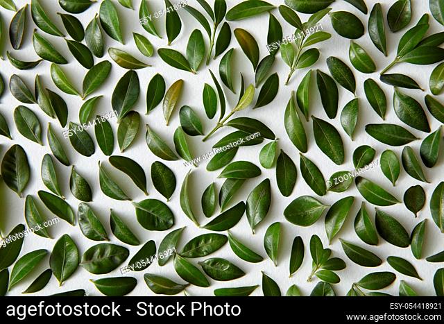 Closeup of many little green leaves represented over white background. Composition for decorating or designing any poster or post card