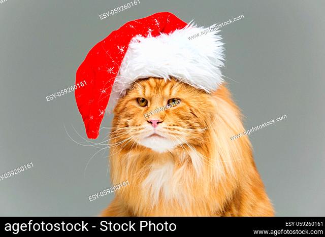 Big ginger maine coon cat in christmas santa cap over grey background. Copy space