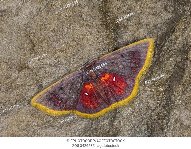 Chrysocraspeda Sanguinea Geometridae, Meghalaya, India