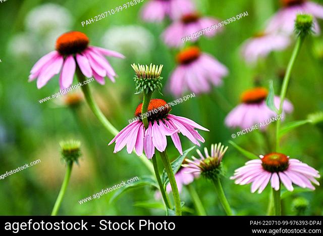 08 July 2022, Brandenburg, Beelitz: Blossoms of purple coneflower Echinacea purpurea are seen on a flower bed on the grounds of the Laga State Garden Show