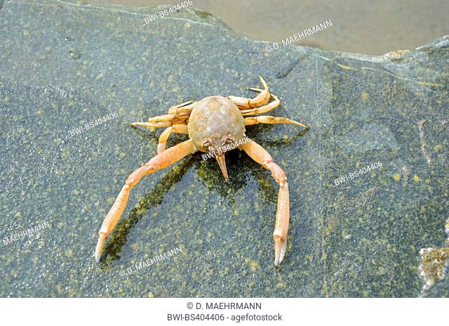 masked crab, helmet crab (Corystes cassivelaunus), single animal on a stone, France, Brittany, DÚpartement C¶tes-dÆArmor, Erquy
