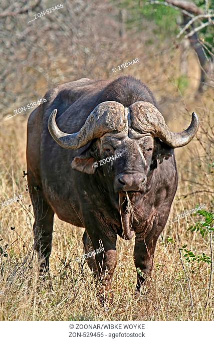 African buffalo, south africa