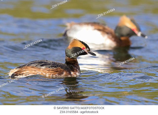 Horned Grebe (Podiceps auritus), pair swimming in a lake