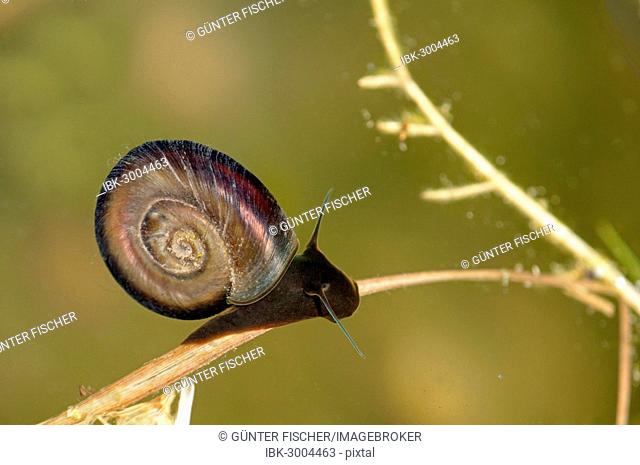 Freshwater Great Ramshorn Snail (Planorbarius corneus) under water