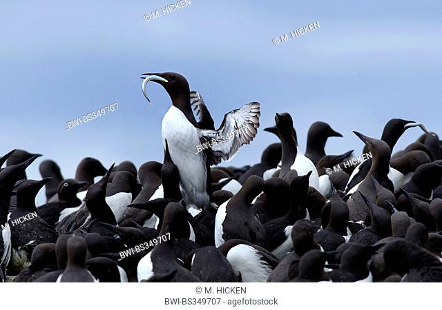 common guillemot (Uria aalge), landing at colony, with fish, United Kingdom, England, Northumberland, Farne Islands