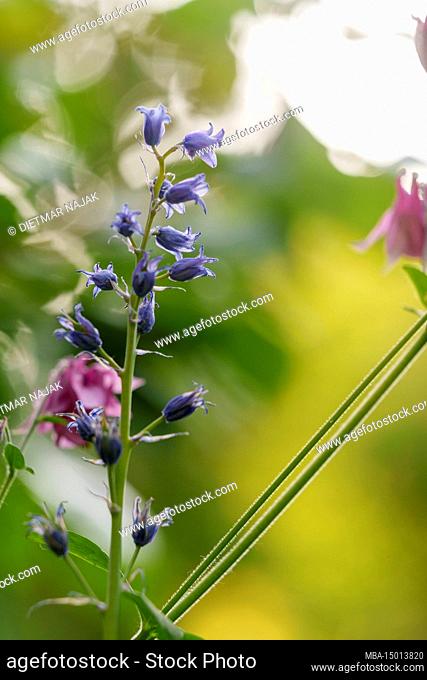 Spanish bluebell, Hyacinthoides hispanica, bluebell