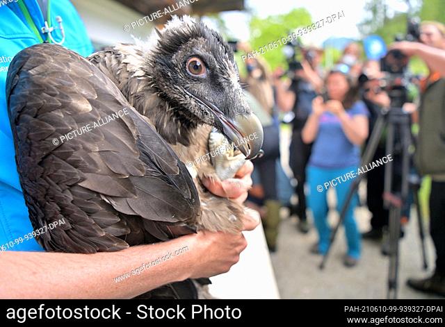 10 June 2021, Bavaria, Ramsau Bei Berchtesgaden: Jochen Grab from Berchtesgaden National Park holds female bearded vulture ""Wally"" before she is transported...
