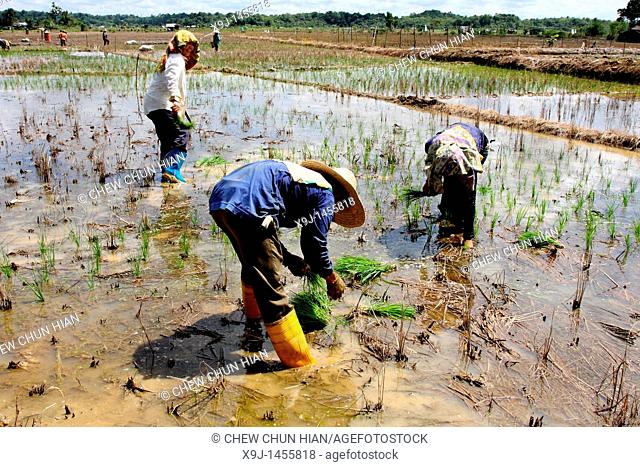 Rice Planting, farmer at work in ricefield, sarawak, malaysia, borneo
