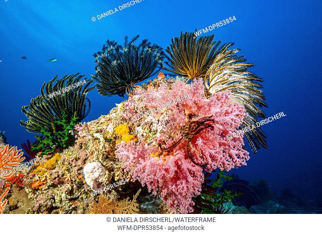 Colored Coral Reef, Osprey Reef, Coral Sea, Australia