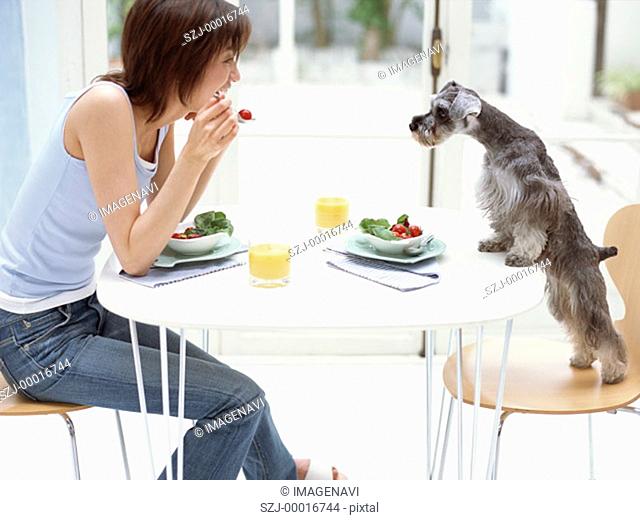 Breakfast with dog