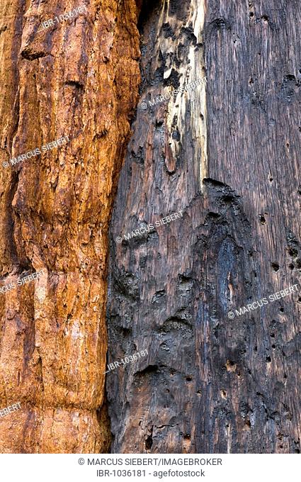 Bark of Giant Sequoias (Sequoiadendron giganteum), Giant Forest, Sequoia National Park, California, USA