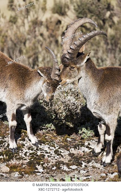Walia Ibex or Ethiopien Ibex Capra walie, Simien Mountains National Park  Young males play - fighting  Due to habitat loss the Walia Ibex is very endangered