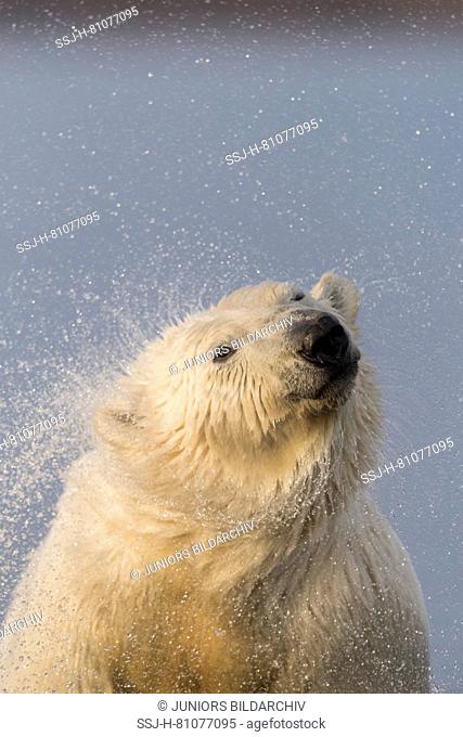 Polar Bear (Ursus maritimus, Thalarctos maritimus) shaking water off the fur. Kaktovik, Alaska. Every fall polar bears gather near Kaktovik on the northern edge...