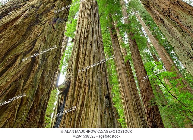 Ancient Redwoods Sequoia sempervirens of the Stout Grove in Jedidiah Smith Redwoods State Park California