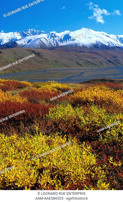 Dwarf Willows in Fall Color, Denali NP, AK