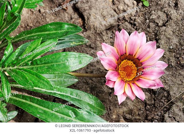 Gazania flower and leaves  Scientific name: Gazania rigens