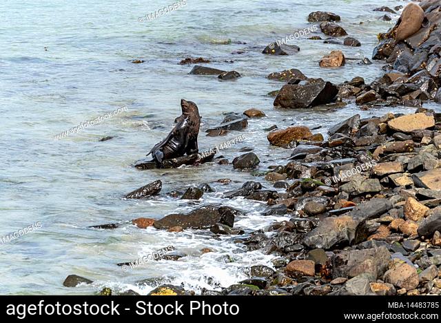 Sea lion at the coast of Owaka Peninsula, South Island of New Zealand