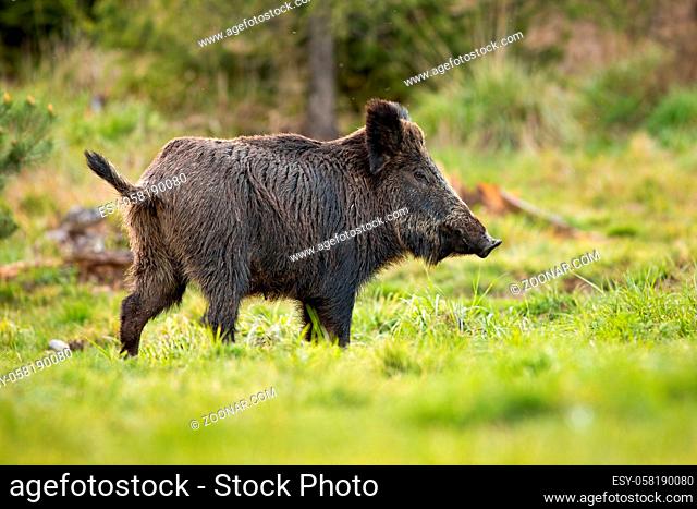 Female of wild boar, sus scrofa, with wet fur and big snout grazing on the forest clearing in spring. Wild hog on the green pasture