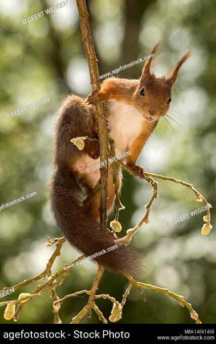 close up of red squirrel standing on willow branches looking at the viewer