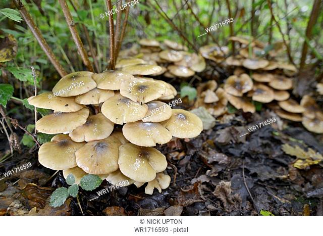 Clump of honey fungus (Armillaria mellea) growing among leaf litter in autumnal deciduous woodland, Gloucestershire, England, United Kingdom, Europe