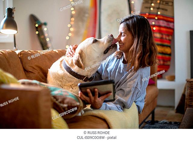 Labrador retriever licking young woman's face on living room sofa