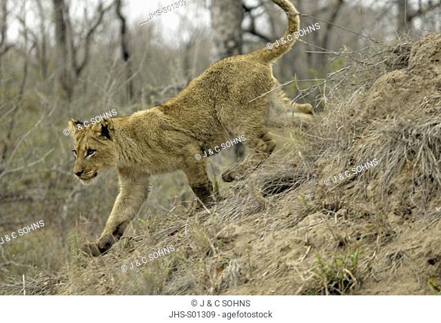 Lion Panthera leo Sabi Sand Game Reserve Kruger Nationalpark South Africa Africa