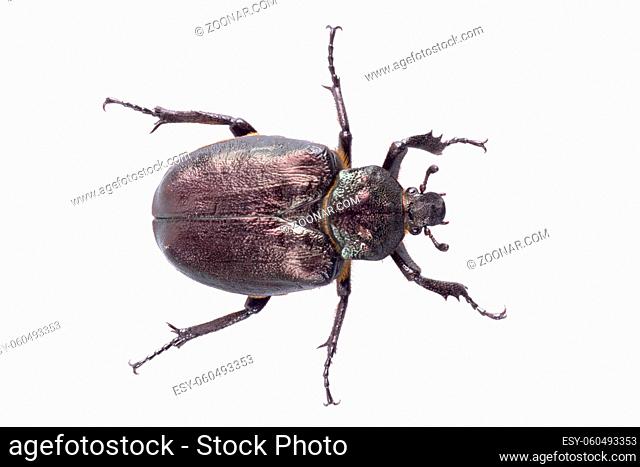 Black bug with yellow dots isolated on a white background