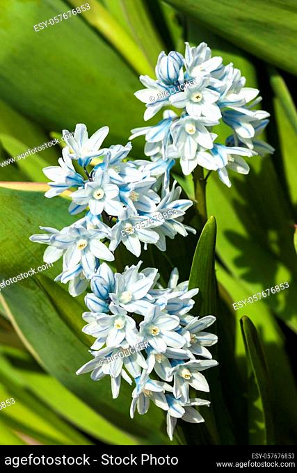 Puschkinia scilloides a spring white blue perennial flower plant commomly known as Russian snowdrop