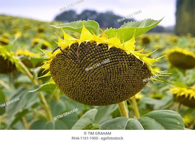 Sunflower, Gascony, France