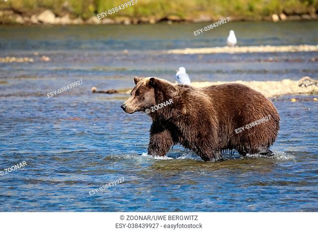 Alaskan brown bear (grizzly bear) walking through the riverbed, looking for Sockeye salmon, Moraine