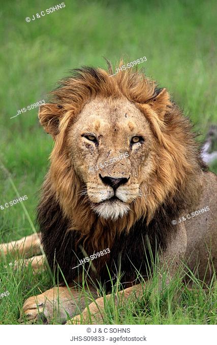 Lion, Panthera leo, Sabi Sabi Game Reserve, Kruger Nationalpark, South Africa, Africa, adult male portrait