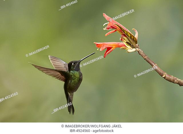 Magnificent Hummingbird (Eugenes fulgens), male, approaching a red flower, Province of San José, Costa Rica, Central America