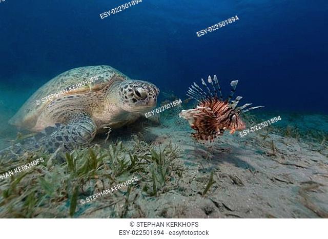 Female green turtle and lionfish in the Red Sea