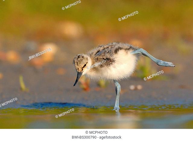 pied avocet (Recurvirostra avosetta), chick attempting to walk in shallow water