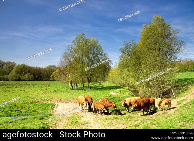 Grazing cows in the Geleenbeek valley near castle Terborg in Schinnen in the Dutch province Limburg