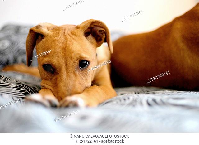 Portrait of cute brown mixed breed puppy at home