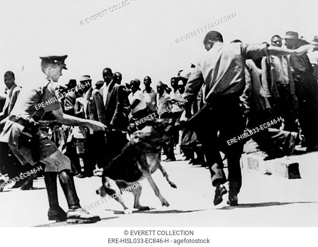Police dog attacking a Black Zimbabwean man during a demonstration in 1965, the year a White minority led by Ian Smith issued the Unilateral Declaration of...