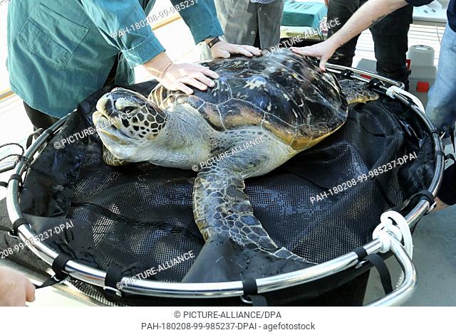 A green turtle is treated on her annual medical check-up at the German Oceanographic Museum in Stralsund, Germany, 8 February 2018